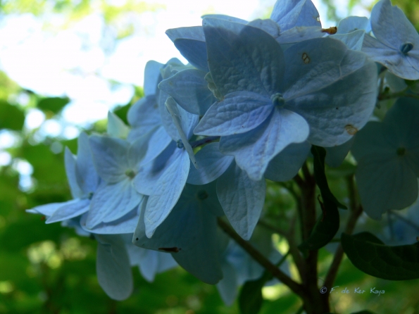 Bois des Moutiers (117) Juin 2012